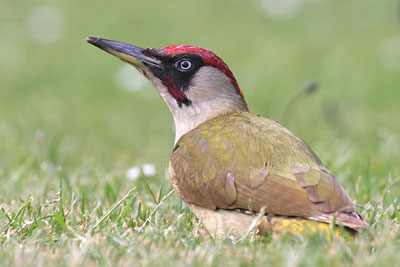 Green Woodpecker (male) © 2005  F. S. Simpson
