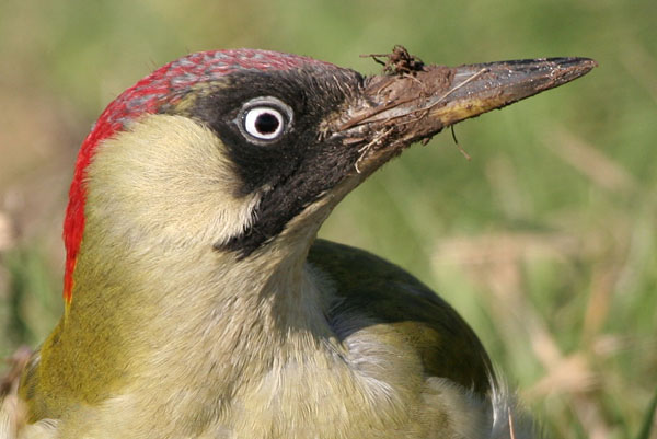 Green Woodpecker ©2006 Fraser Simpson