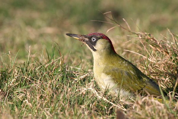 Green Woodpecker ©2006 Fraser Simpson
