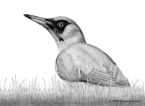 Green Woodpecker drawing © Fraser Simpson
