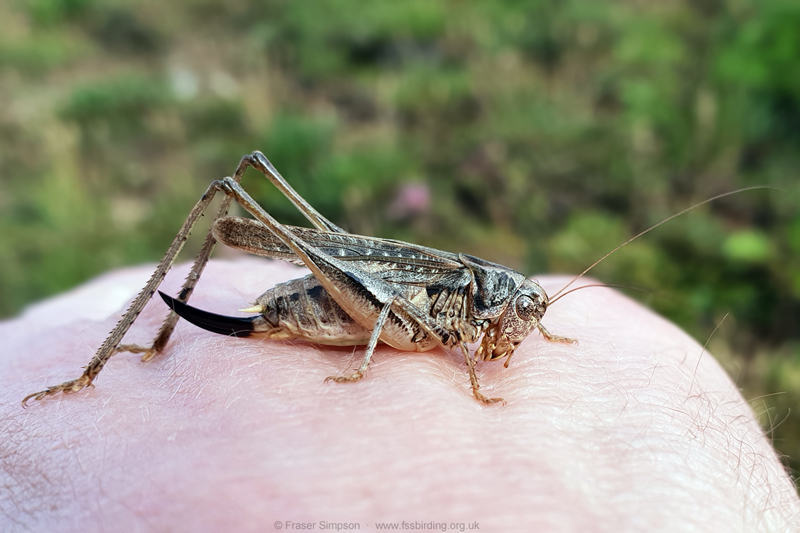 Grey Bush-cricket (Platycleis albopunctata)  Fraser Simpson