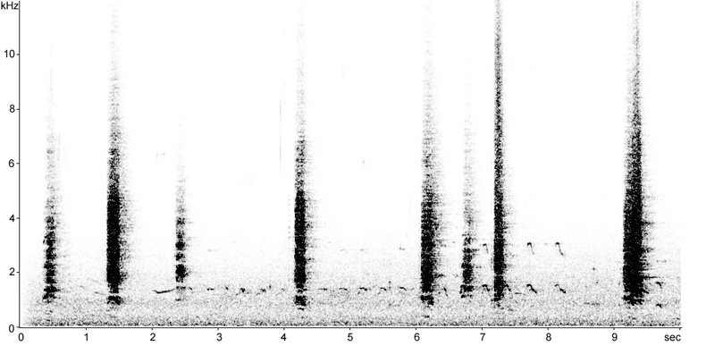 Sonogram of calls from a Grey Heron rookery
