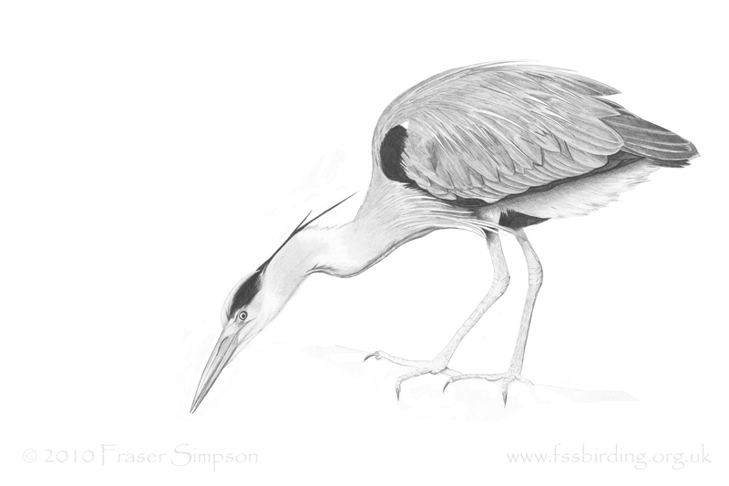Grey Heron drawing © Fraser Simpson
