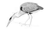 Grey Heron sketch � Fraser Simpson
