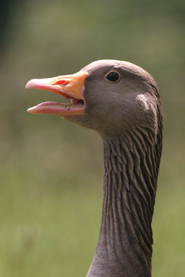 Greylag Goose © 2005  F. S. Simpson