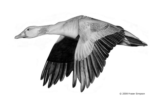 Greylag Goose drawing © Fraser Simpson