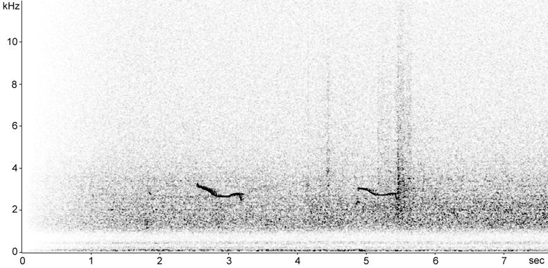 Sonogram of Grey Plover flight call at night
