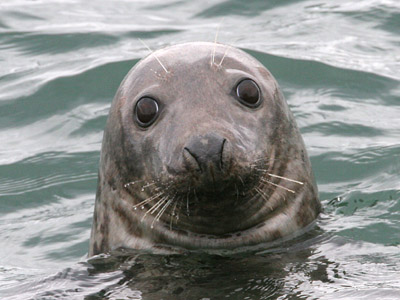 Grey Seal © 2006 Fraser Simpson