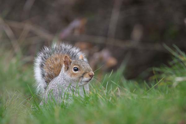 Grey Squirrel © 2005  F. S. Simpson