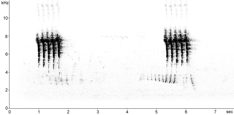 Sonogram of Grey Wagtail perched song
