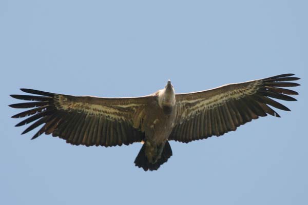 Griffon Vulture, Sierra de Retin © 2005  F. S. Simpson