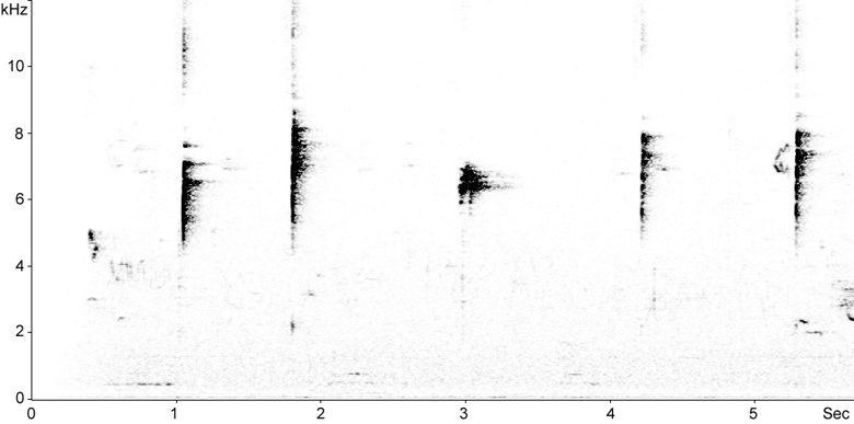 Sonogram of Hawfinch song