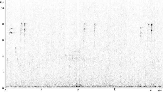 Hawfinch (Coccothraustes coccothraustes) sonogram © 2009 Fraser Simpson
