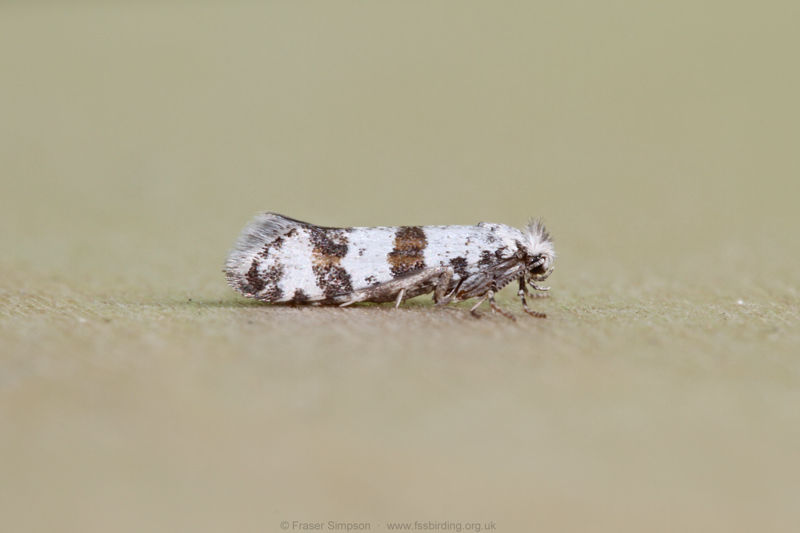Hawthorn Moth(Scythropia crataegella)  Fraser Simpson