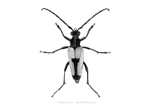 Heart Longhorn Beetle (Stictoleptura cordigera) drawing © Fraser Simpson