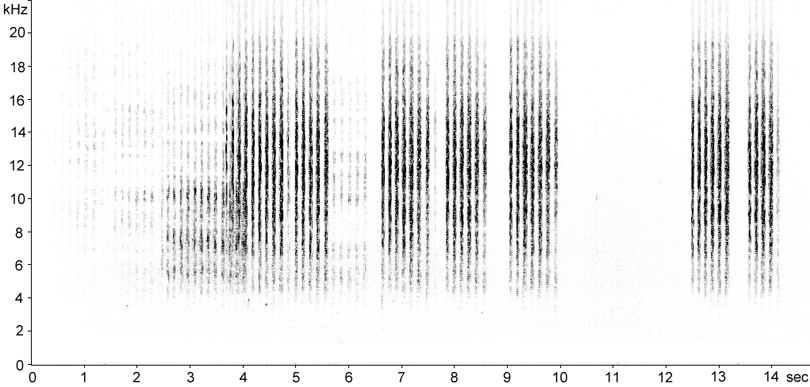 Oscillogram of Heath Grasshopper stridulation
