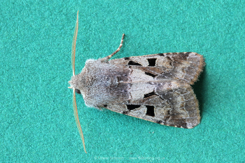 Hebrew Character (Orthosia gothica) © Fraser Simpson