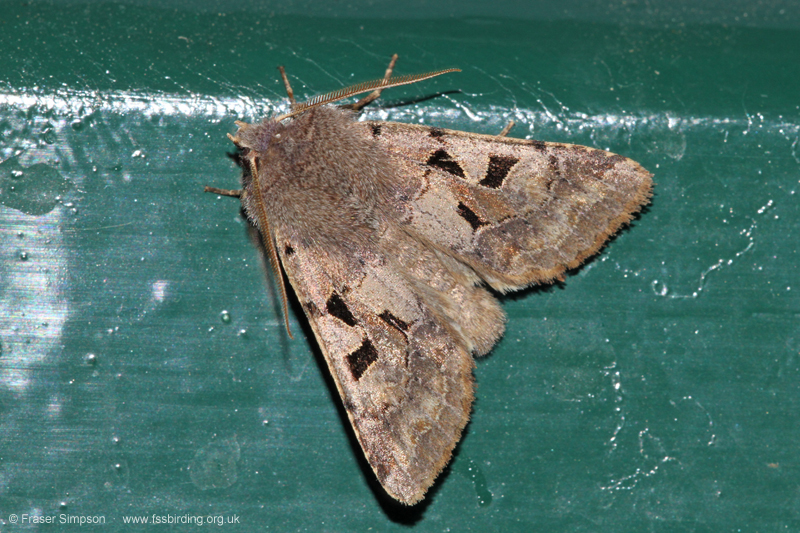 Hebrew Character (Orthosia gothica) © Fraser Simpson