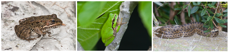 Iberian Water Frog, Stripeless Tree Frog, Viperine Snake © Fraser Simpson
