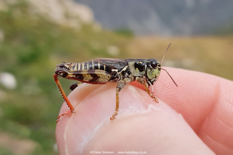 High Mountain Grasshopper (Melanoplus frigidus)  Fraser Simpson