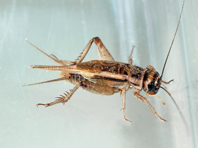 House Cricket (Acheta domesticus) - male � Fraser Simpson