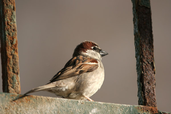House Sparrow ©2006 Fraser Simpson