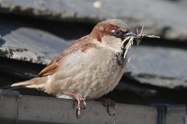 House Sparrow at Troon © 2005  F. S. Simpson