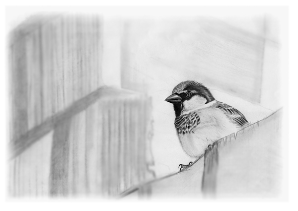 House Sparrow drawing © Fraser Simpson