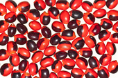 Huayruro Beans