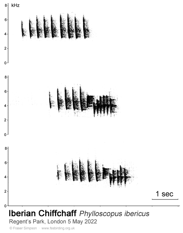Sonogram of Iberian Chiffchaff song, Regent's Park, London, 6 May 2022