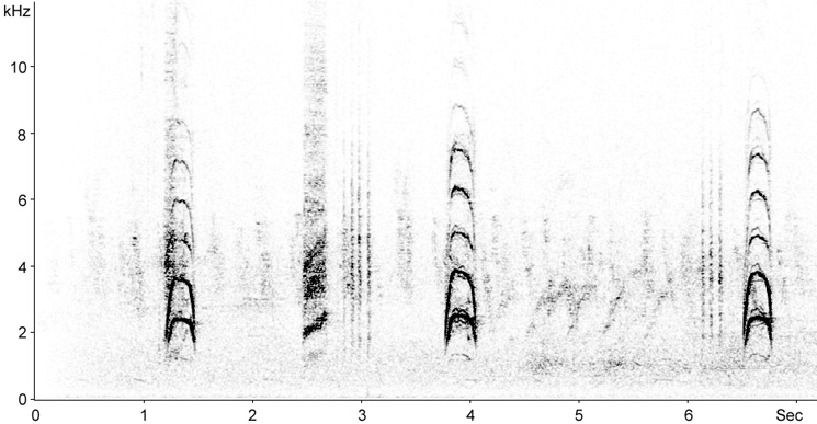 Sonogram of Iberian Magpie calls