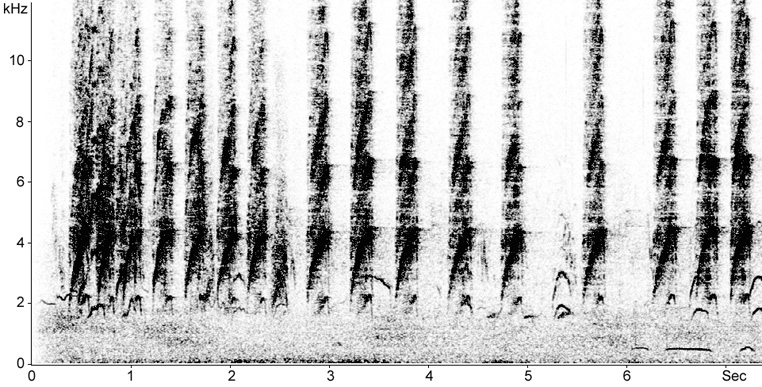 Sonogram of Iberian Magpie calls