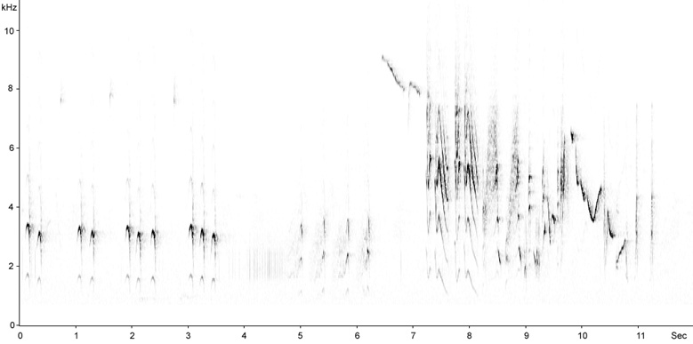 Sonogram of Icterine Warbler, Hippolais icterina © 2009 Fraser Simpson