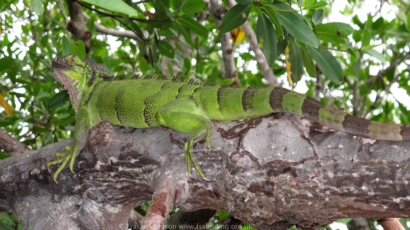 Green Iguana (Iguana iguana) © Fraser Simpson