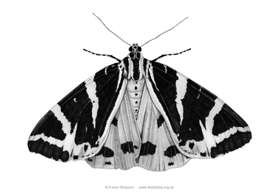 Jersey Tiger drawing � Fraser Simpson