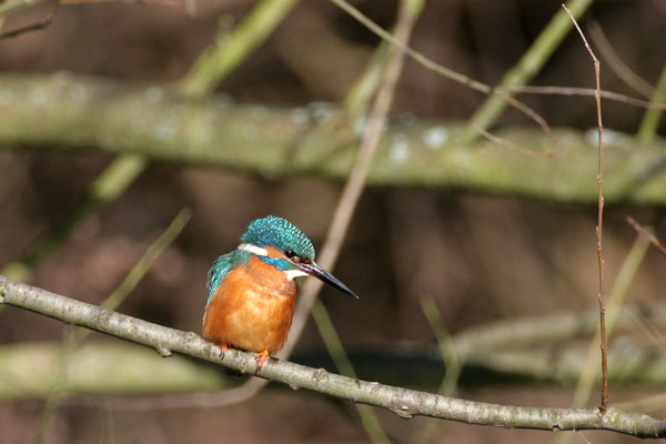 Kingfisher ©2006 Fraser Simpson