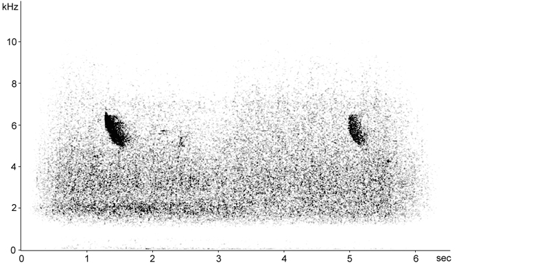 Sonogram of Kingfisher calls