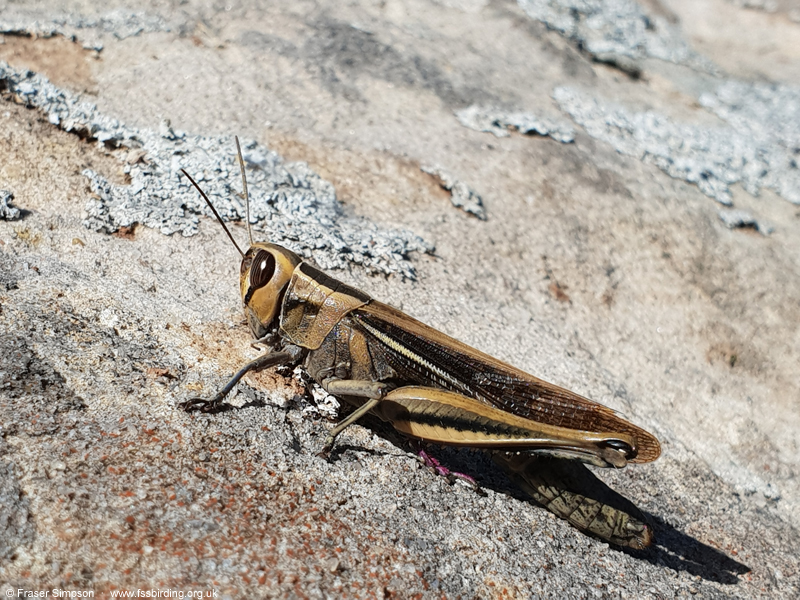 White-banded Grasshopper/Lamenting Grasshopper (Eyprepocnemis plorans), Valle de Ojn, Parque Natural de los Alcornocales, Spain  Fraser Simpson