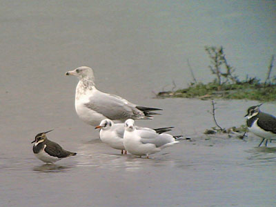 Lapwing & gulls, Phonescoping 2005 Fraser Simpson