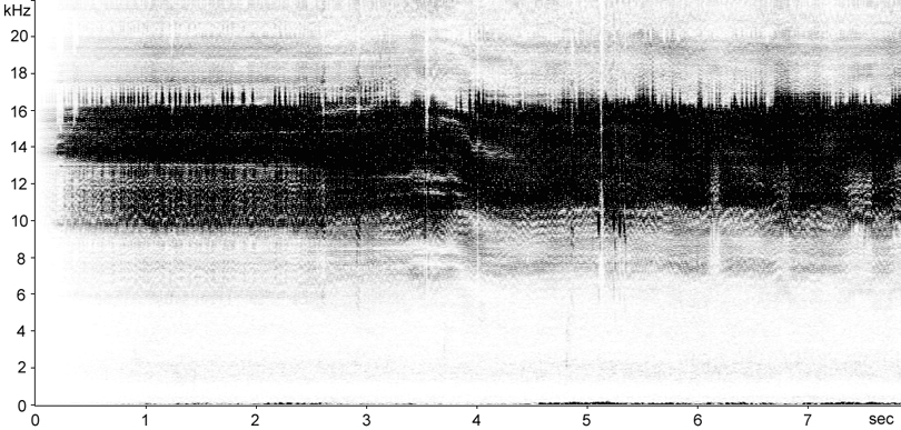 Sonogram of Large Conehead (Ruspolia nitidula) stridulation [largeconehead112901ecut]