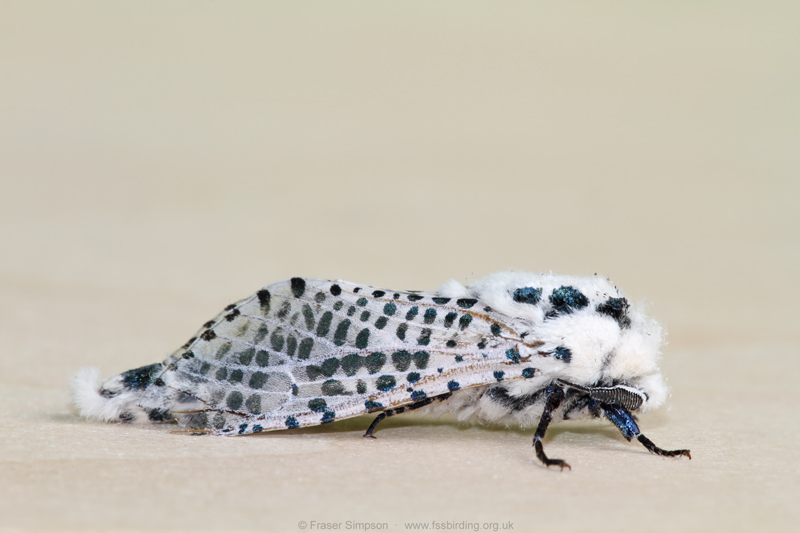 Leopard Moth (Zeuzera pyrina)  Fraser Simpson