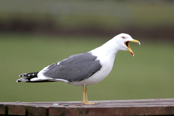 Lesser Black-backed Gull ©2006 Fraser Simpson