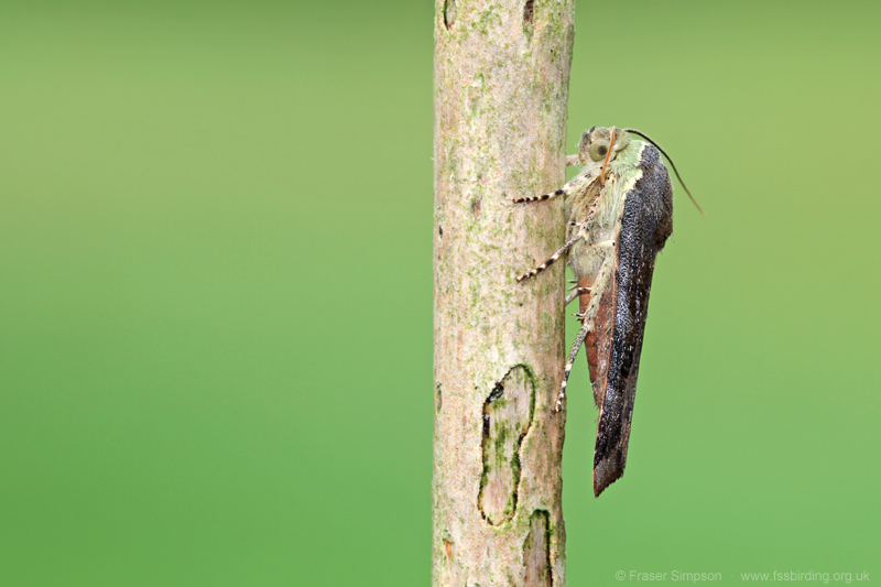 Lesser Broad-bordered Yellow Underwing (Noctua janthe) © Fraser Simpson