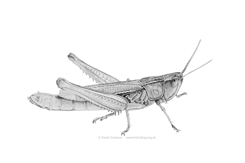 Lesser Marsh Grasshopper drawing � Fraser Simpson