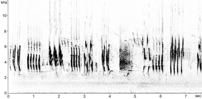 Sonogram of Lesser Redpoll calls in flight