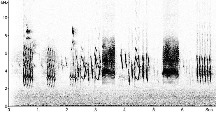 Sonogram of Lesser Redpoll songs and calls