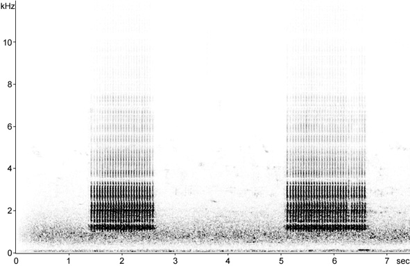Sonogram of drumming Lesser Spotted Woodpecker