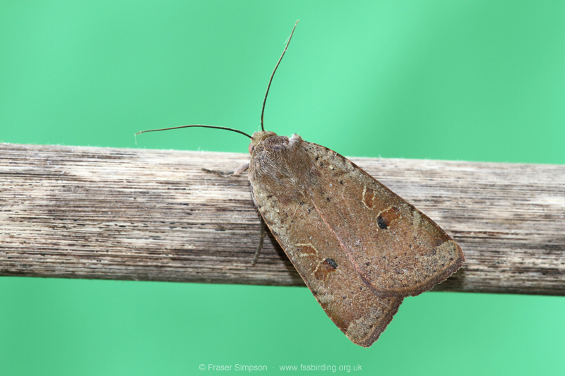 Broad-bordered Yellow Underwing (Noctua comes) © Fraser Simpson