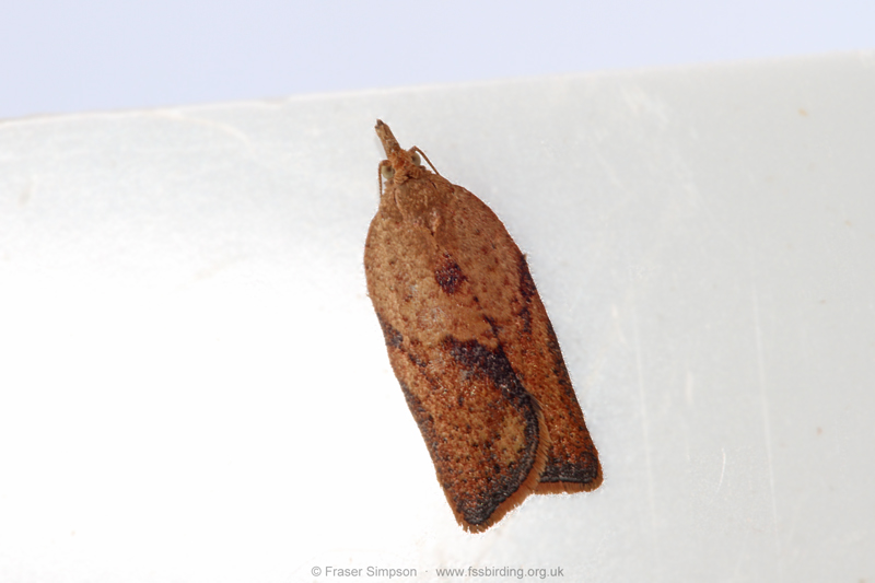 Light Brown Apple Moth (Epiphyas postvittana) © Fraser Simpson