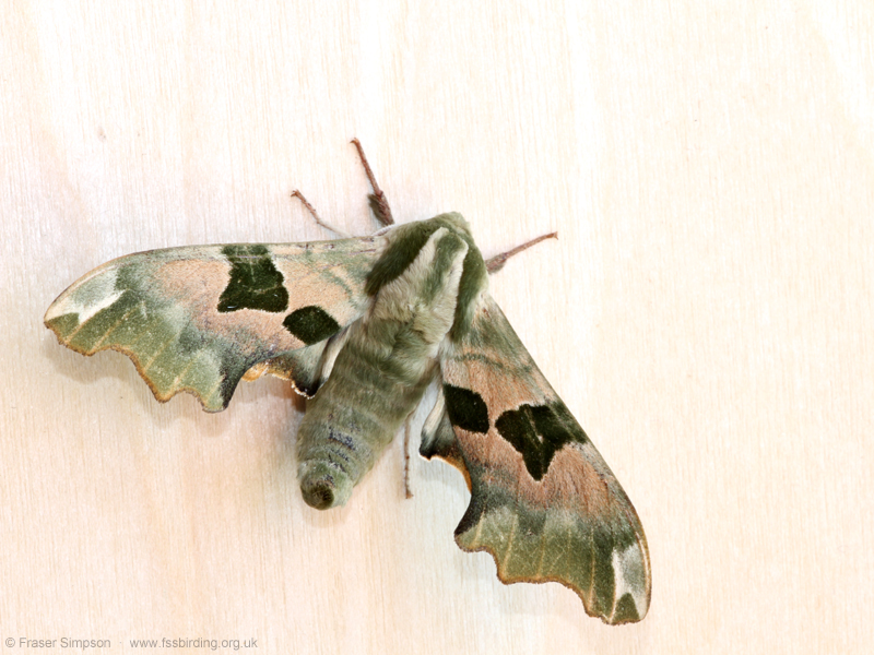 Lime Hawk-moth (Mimas tiliae)  Fraser Simpson